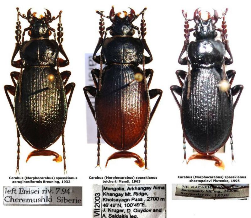 Carabus (Morphocarabus) spasskianus ssp..JPG