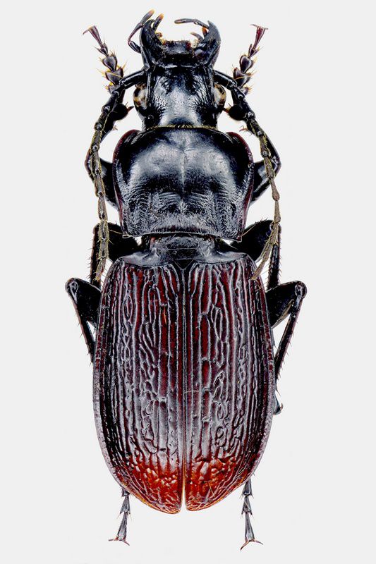 Pterostichus (Sinoreophilus).JPG