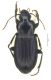 Ophonus Asturie.jpg