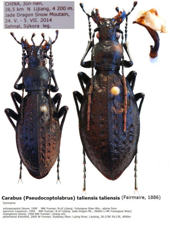 Carabus (Pseudocoptolabrus) taliensis taliensis (Fairmaire, 1886) - Kopie.JPG