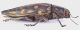 Chrysodema_smaragdula_var_Mindoro_2_grey.jpg