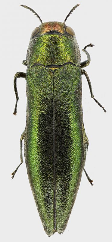 Agrilus_Philippines_Mindoro_Mt_Halcon_IV-2014_7,5mm_grey.jpg