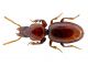 Reicheia italica habitus - Copia.jpg