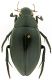 Hydrous_piceus_Maccarese_m_9-II-1985_46mm.jpg