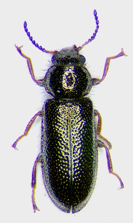 Aplocnemus nigricornis.jpg