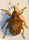 Coeliodes 001 A.jpg