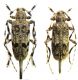 Acanthocinus xanthoneurus_elegans_females.jpg