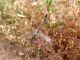 onicogomphus.JPG