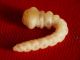 larva buprestide.JPG