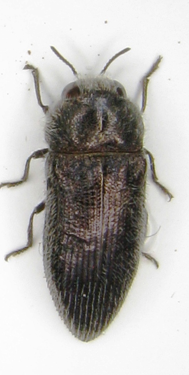 Peloponneso , Gytheios dintorni, VI-2012 leg Sola C.  8,5mm.JPG