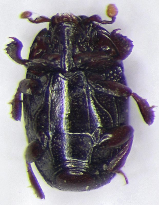 Histeridae_Nigeria_ventre.jpg