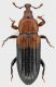 Curco_Philippines_Eastern_Luzon_Quirino_Nagtipunan_IX-2014_8,2mm_grey.jpg