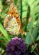 15 07 2009 075b_filtered.jpg