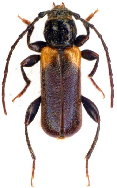 Poecilium wrzecionkoi_male_3.jpg