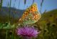 Sibillini 03  08  2010 113_filtered.jpg