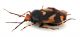 Comb1548_21zF8cr.jpg