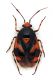 Comb1544_11zF8cr.jpg