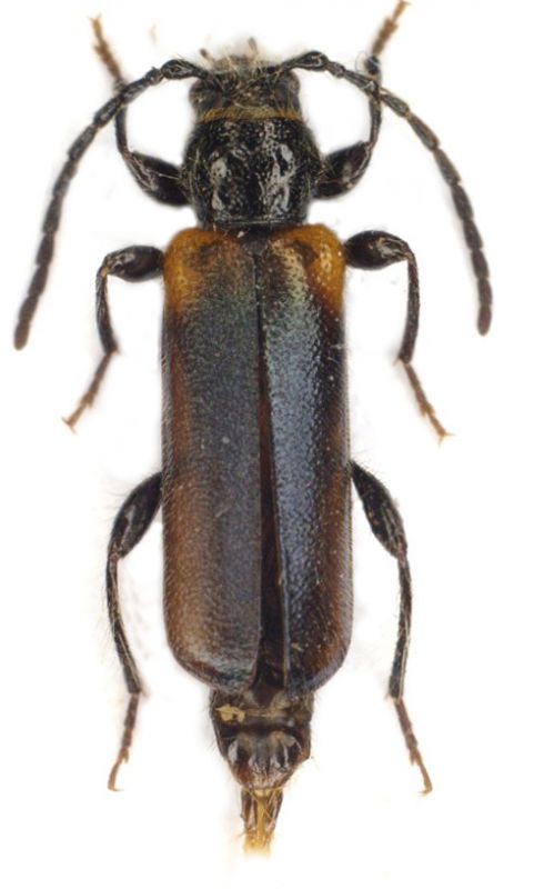 Poecilium wrzecionkoi_female.jpg