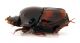 Comb1537_25zF8cr.jpg