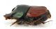 Comb1534_22zF8cr.jpg