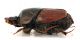Comb1542_24zF8cr.jpg