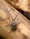 Crossotus subocellatus_subocellatus_Abu Ghusun.jpg