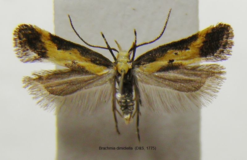 Brachmia dimidiella.jpg