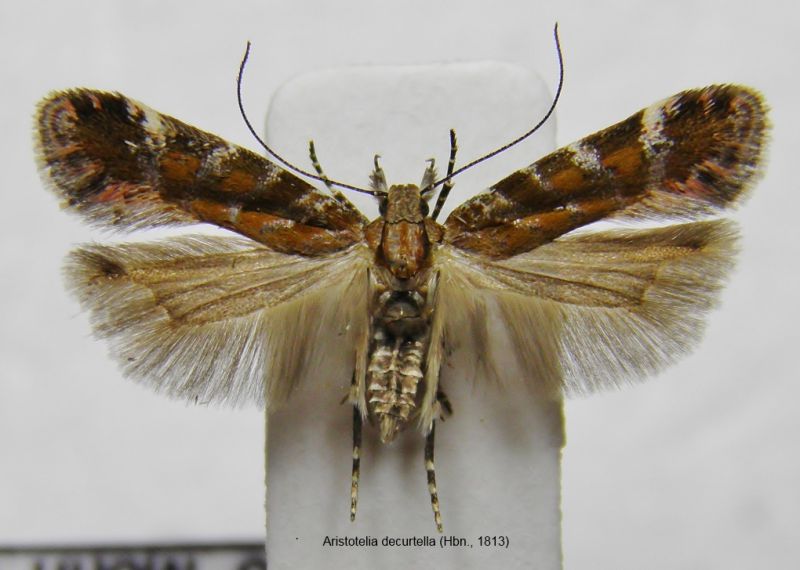 Aristotelia decurtella.jpg