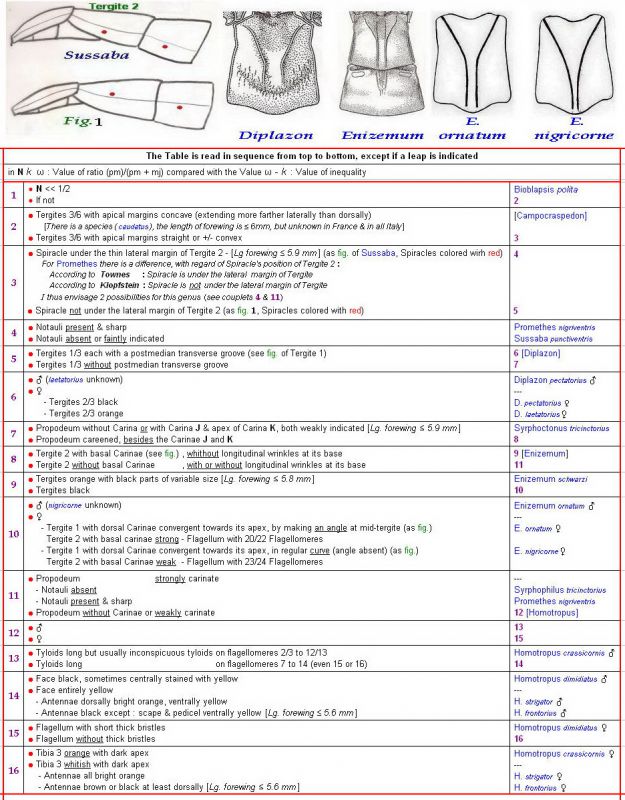 DIPLAZONTINAE - Clé + Images - Image.jpg