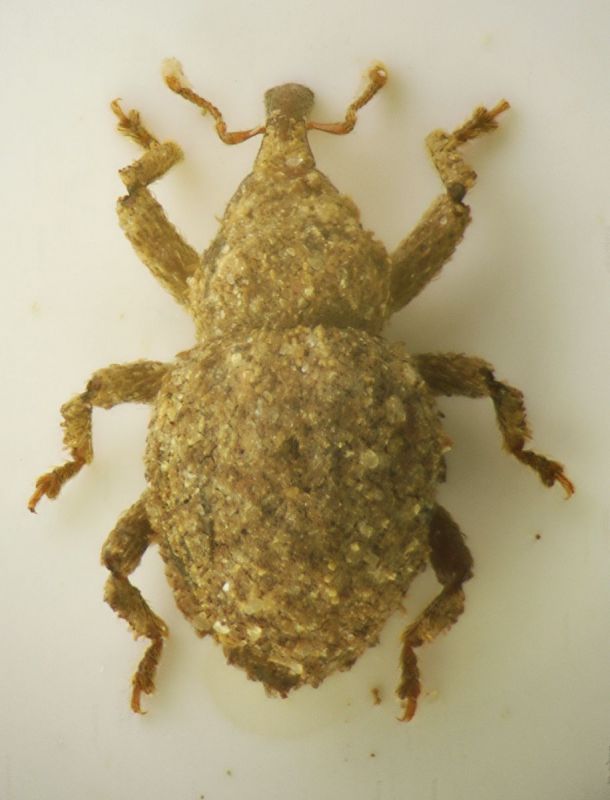 Curculio Raticosa1.JPG