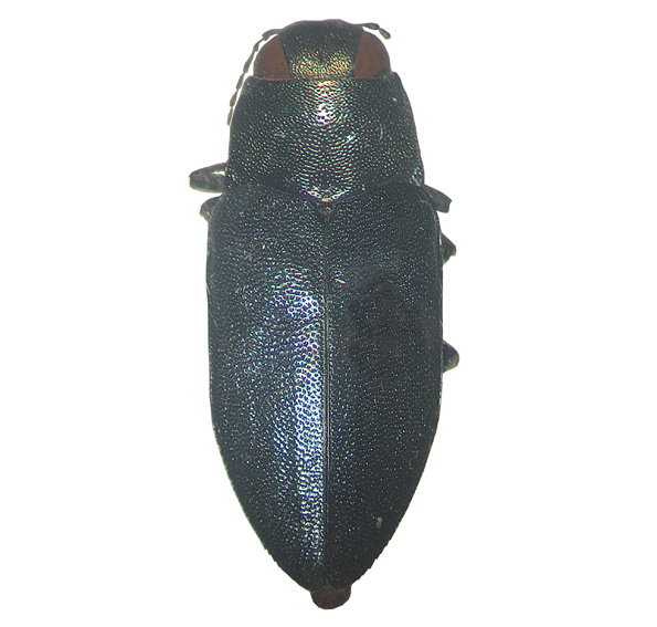 Phaenops cyanea.jpg