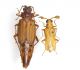 Microarthron komarowi_Dohrn, 1885_pair.jpg