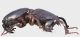 Hypocephalus_armatus_side_grey.jpg