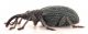 Ceratapion-gibbirostre-lat.jpg