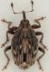 Microplontus-up-WEB.jpg