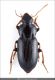 Harpalus_sulphuripes.jpg