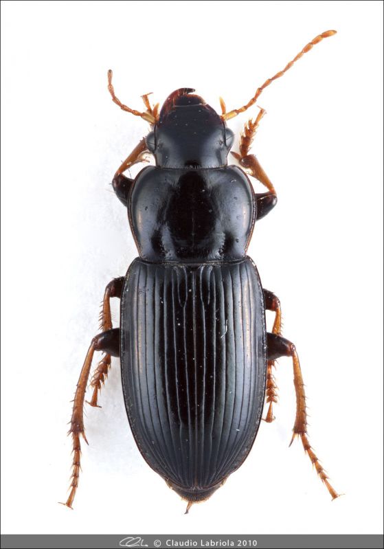 Harpalus_sulphuripes.jpg