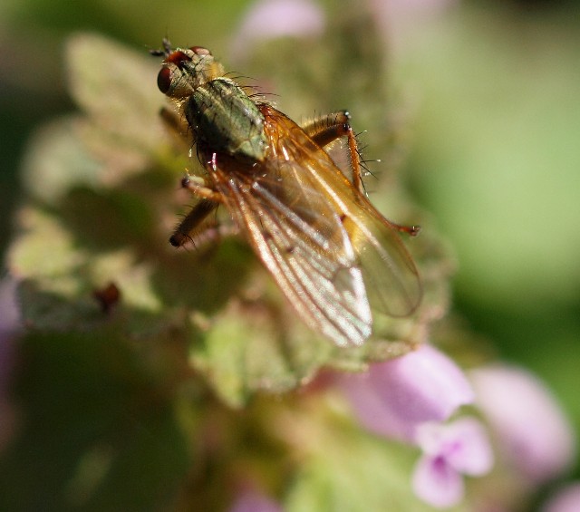 diptera 24 Marzo 2010 063 Visualizzazione Web - Grande.jpg