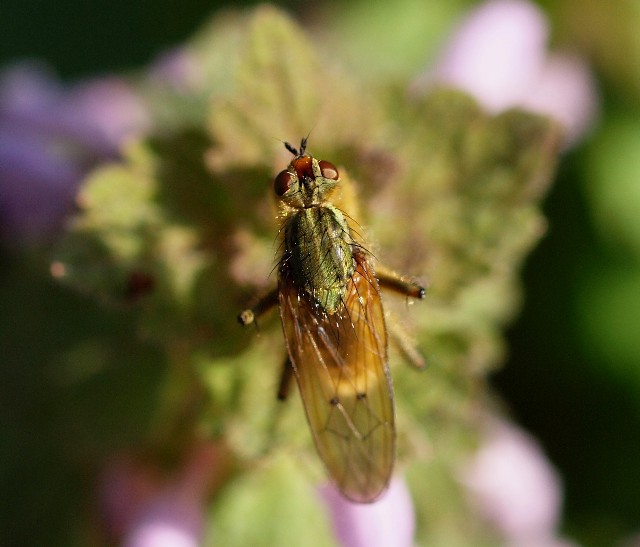 diptera 24 Marzo 2010 065 Visualizzazione Web - Grande.jpg