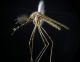 Culiseta longiareolata.JPG