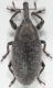 Larinus rusticanus  up-web.jpg