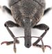 Larinus rusticanus frontal-web.jpg