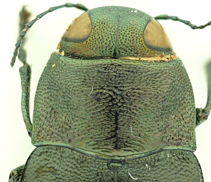 Phaenops_knoteki_Grecia_protorace.jpg
