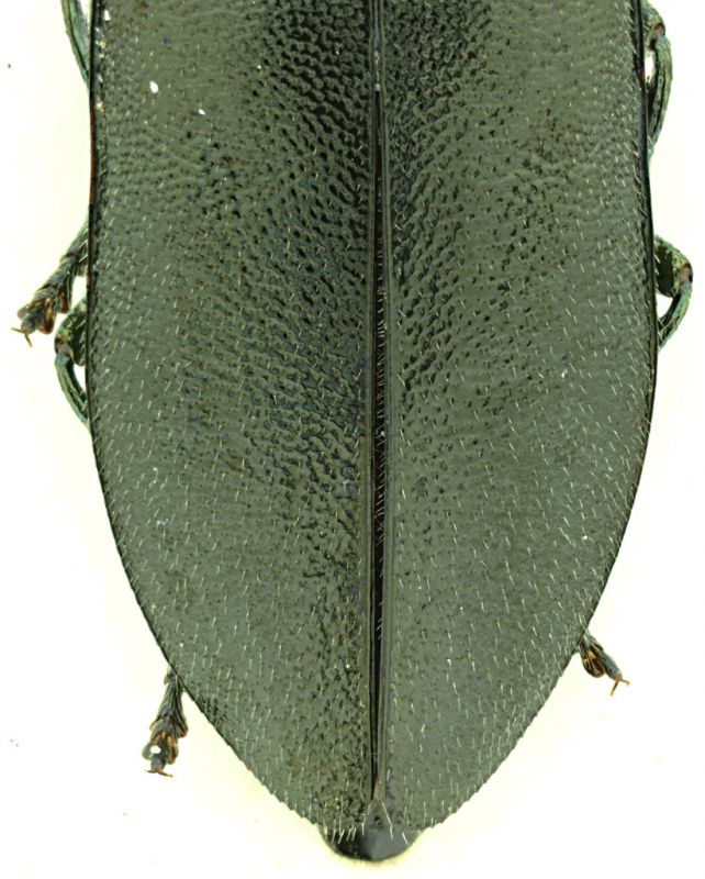 Phaenops_knoteki_Grecia_apice.jpg