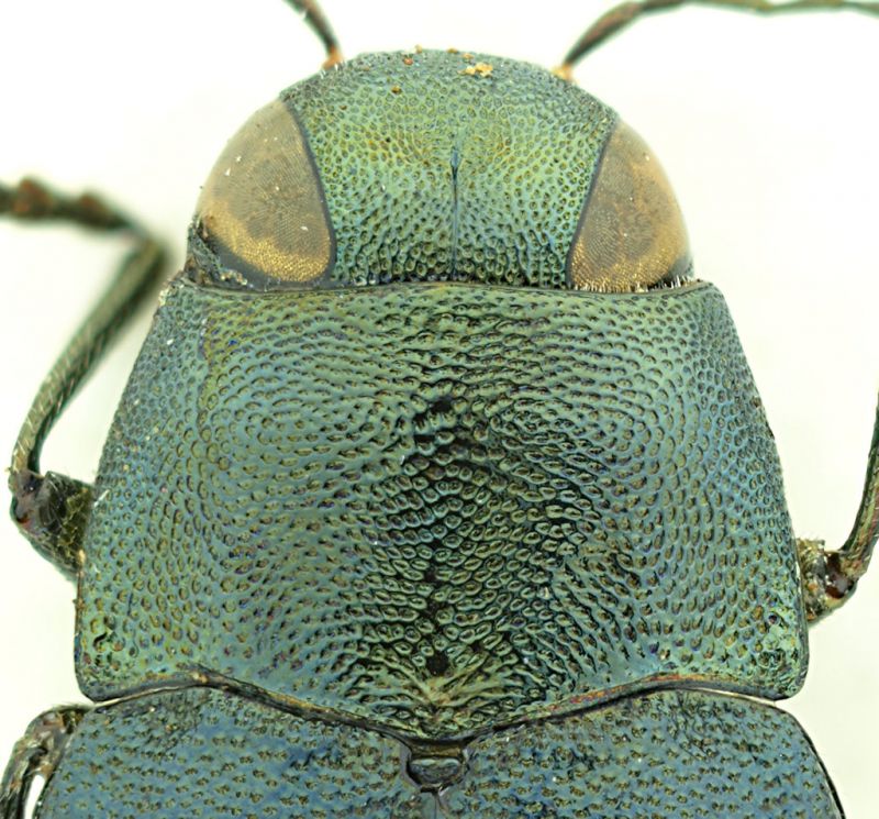 Phaenops_cyanea_Sila_protorace.jpg