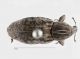 carinatus.jpg