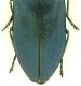 Phaenops_cyanea_Francia_apice.jpg