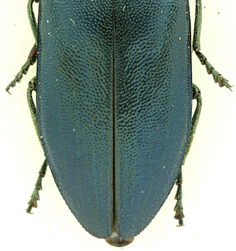 Phaenops_cyanea_Francia_apice.jpg