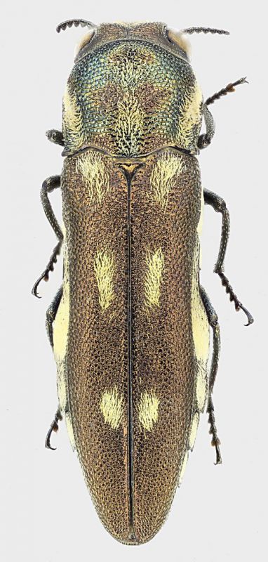 Agrilus_Argentina_Gilbert_2_XII-2012_7,3mm_grey.jpg