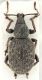 tuscoinsularis-up-WEB.jpg